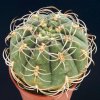 Gymnocalycium_tilianum